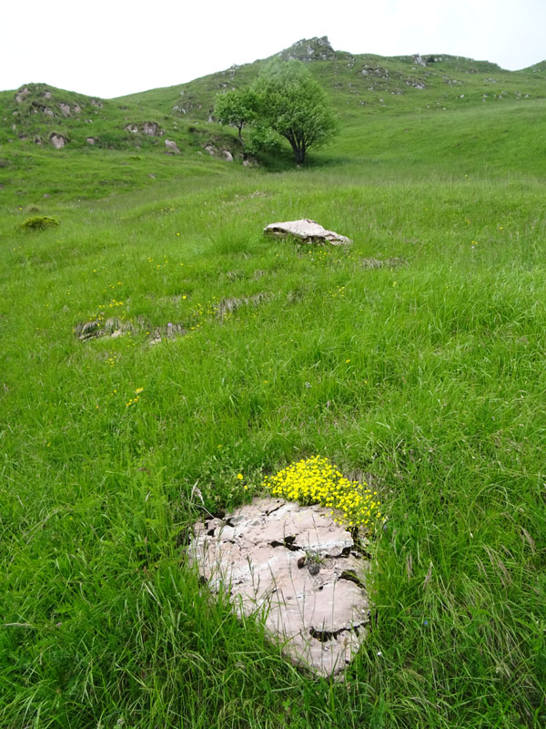 Helianthemum nummularium - Cistaceae